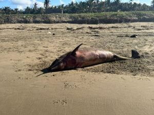 Hallan delfín muerto en playa del ejido Guillermo Prieto