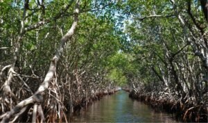 Coatzacoalcos pierde hasta 20% de sus manglares cada año por contaminación y tala