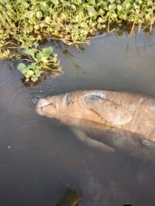 Hallan otro manatí muerto en el río Coatzacoalcos