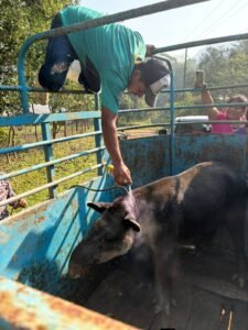 Auxilian a tapir localizado en comunidad rural de Las Choapas