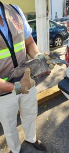 Rescatan y liberan garza nocturna en Coatzacoalcos