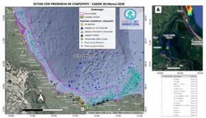 Derrame de crudo sigue afectando al Golfo de México; reportan impactos en costas de Veracruz y Tabasco
