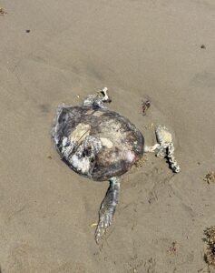 Aparecen tortugas y una morena sin vida en playas de Coatzacoalcos; investigan causas