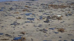 Pemex anuncia apoyo de 35 mdp a pescadores por derrame petrolero en el Golfo de México