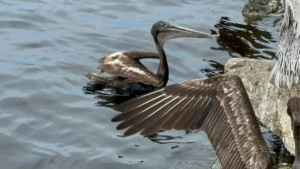 Pelícano hallado muerto en playa de Coatzacoalcos no presentaba hidrocarburos: autoridades