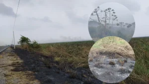 Controlan incendio de pastizales en la carretera Las Matas tras casi 12 horas de labores