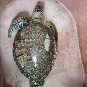 Necrocirugía a tortuga verde revela grave intoxicación por hidrocarburos en Coatzacoalcos