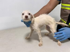 Avanza recuperación de 42 perros rescatados en Coatzacoalcos