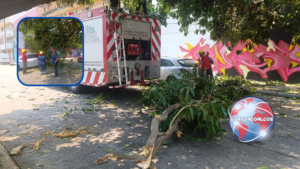 Camión derriba enorme rama de árbol en pleno centro de Coatzacoalcos