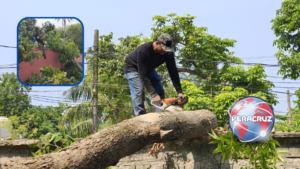 Retiran árbol caído sobre el boulevard Piña Lara en Nanchital
