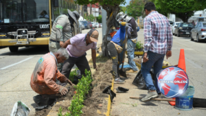 Reforestan camellón de avenida Zaragoza en Coatzacoalcos