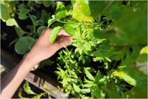 Secundaria de Coatzacoalcos impulsa el primer huerto agroecológico escolar