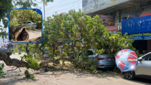 Camión repartidor derriba rama y provoca daños a automóvil en el centro de Coatzacoalcos