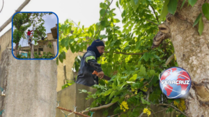 Realizan trabajos de poda y mantenimiento en la colonia La Candelaria de Nanchital