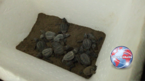 Suman 63 crías de tortuga rescatadas en playas de Coatzacoalcos; liberan 15 ejemplares más en Ciudad Olmeca