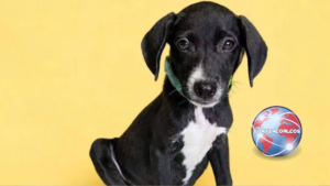 Perrita rescatada espera encontrar una familia que le brinde un hogar en Coatzacoalcos