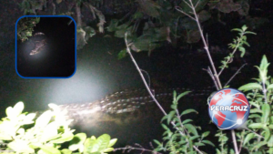 Cocodrilo irrumpe en patio de una vivienda y genera alerta en Nanchital