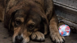 Investigan presunto envenenamiento masivo de perros en comunidad de Minatitlán