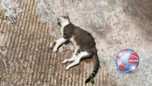 Investigan presunto caso de maltrato animal tras hallazgo de un gato sin vida en Coatzacoalcos