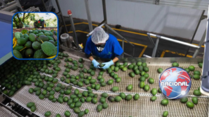 EU suspende temporalmente exportaciones de aguacate de Michoacán por alerta de seguridad