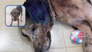 Confirman tres casos de gusano barrenador en perros de Coatzacoalcos; mantienen alerta sanitaria