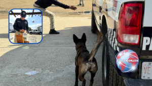 Policía Municipal de Coatzacoalcos fortalece Unidad Canina con certificación de agentes K9