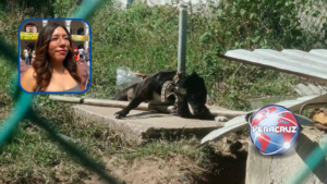 En dos semanas, Congreso de Veracruz tendría proyecto para endurecer castigos por maltrato animal