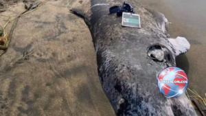 Hallan muerto a delfín de dos metros en playa de la zona rural de Coatzacoalcos