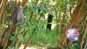 Ataque de abejas deja al menos 10 hospitalizados y dos perros muertos en Las Barrillas